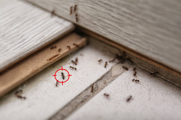 Best Wasp Removal Services  in Ashford, AL