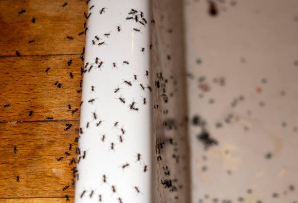 Best Local Pest Control Services  in Ashford, AL