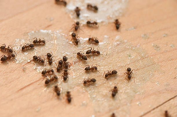 Best Emergency Pest Control  in Ashford, AL