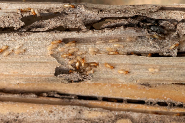 Flea Control Services in Ashford, AL